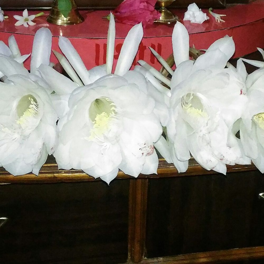 Pianta Alba Rosa