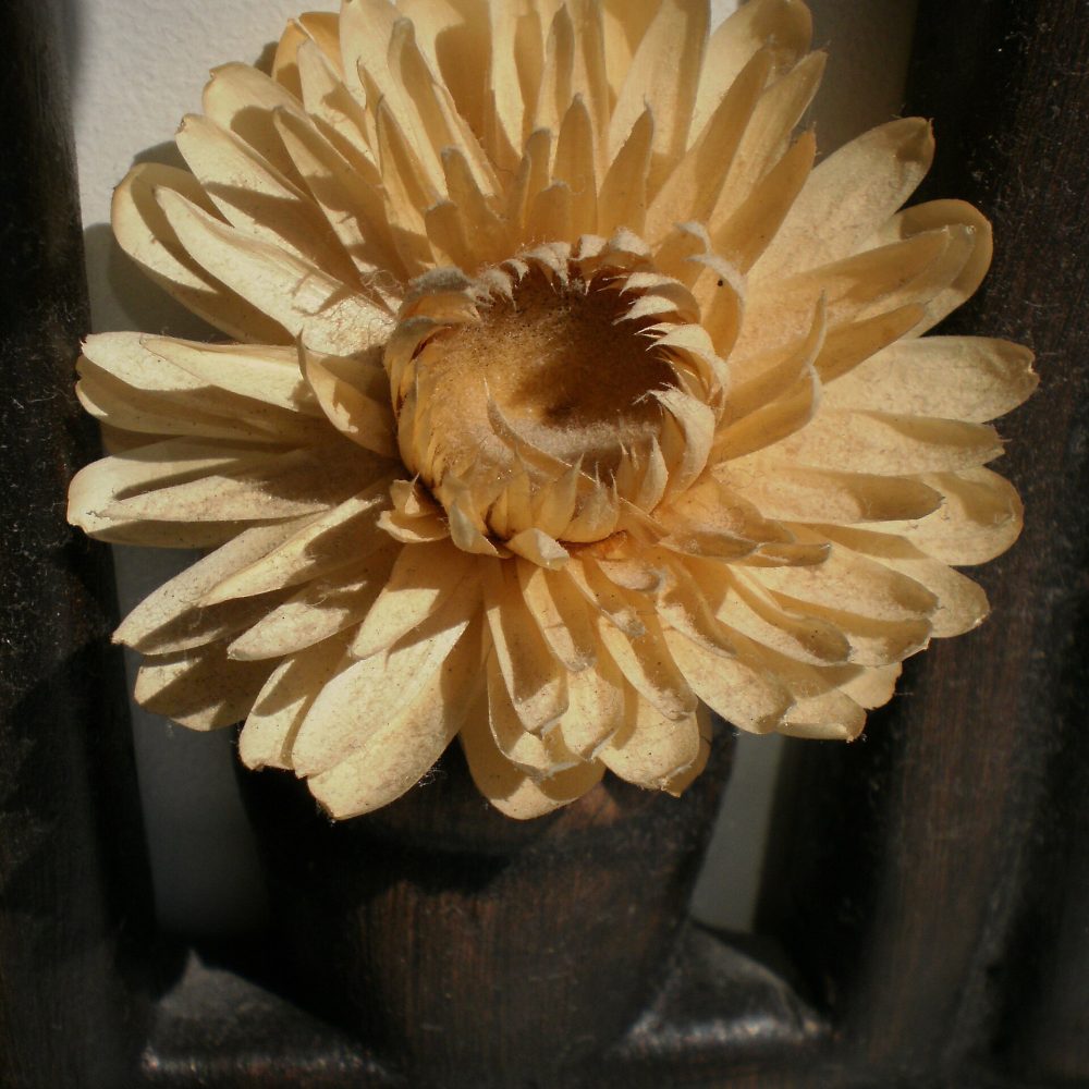 Cofanetto Corallo