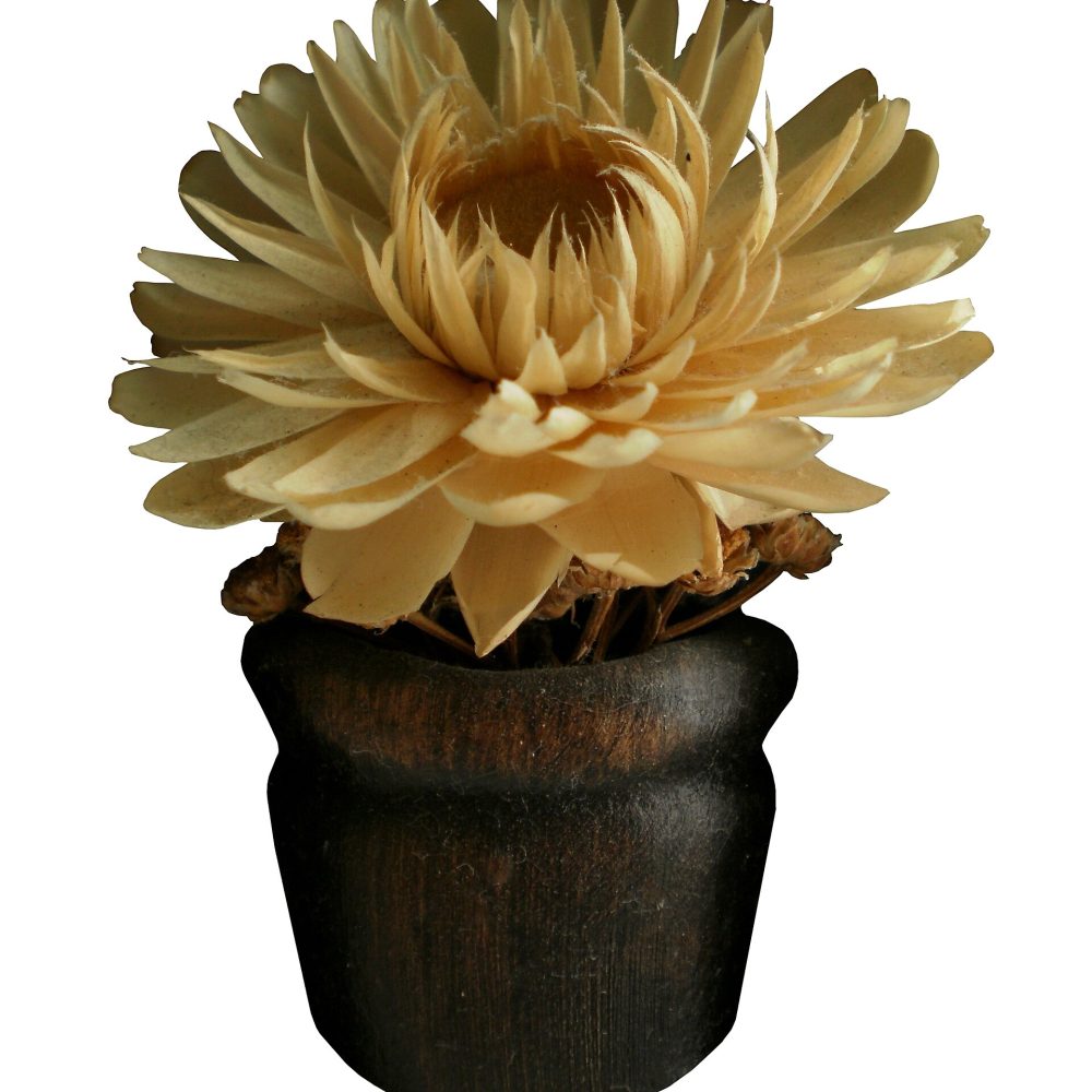 Composizione Camelia