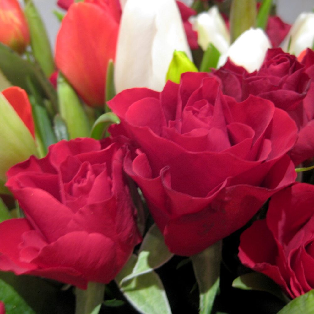 Composizione Camelia