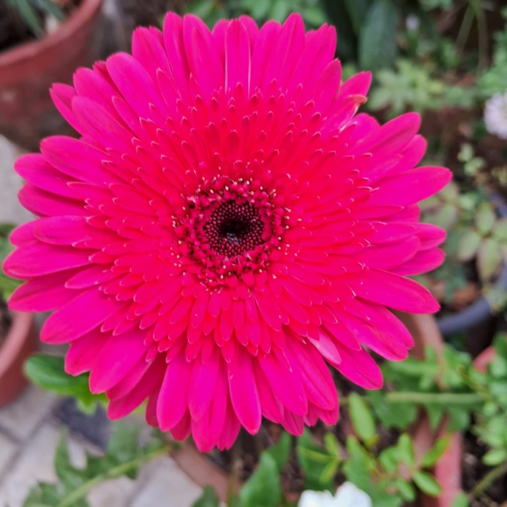 Composizione Festa