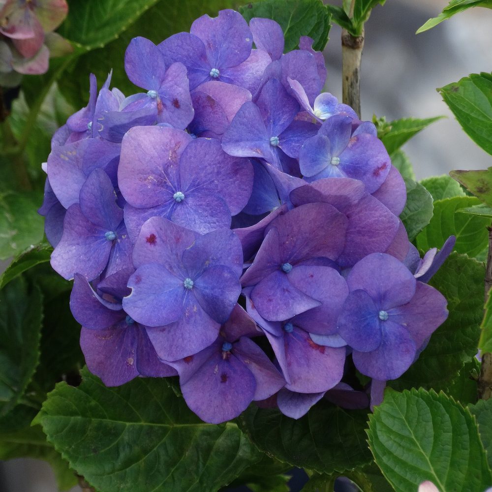Cofanetto Camelia