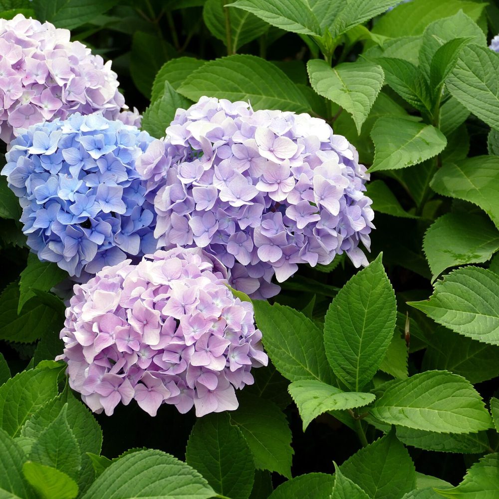 Bouquet Verbena